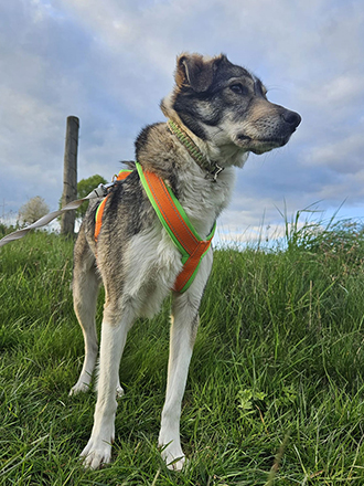 Hunde Geschirr